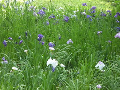 植物園へドライブ～お花がきれいでした～