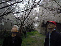 満開の桜の樹の下で　～春を探しに出掛けました～