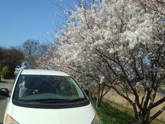 瑞梅寺川へ桜見学！